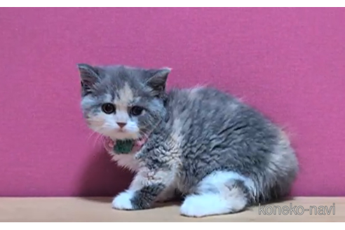 成約済の東京都のスコティッシュフォールド-104478の4枚目